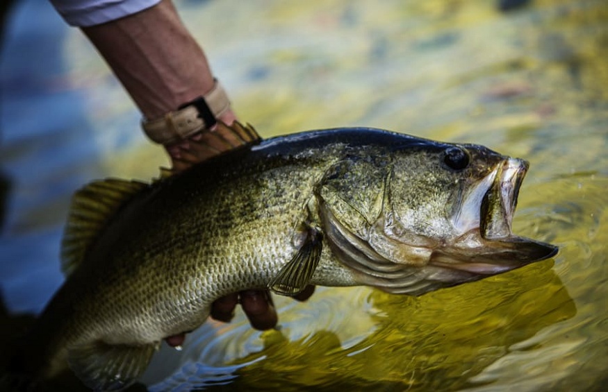 Successfully Fish Large mouth Bass