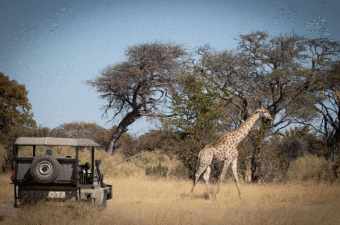 Wilderness and Whispers: Planning a Romantic Holiday in Botswana